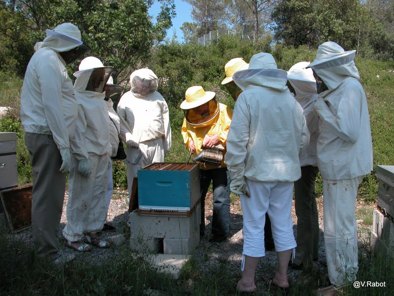La visite du rucher